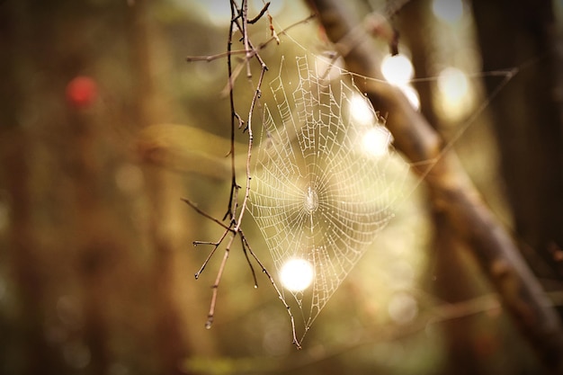 Foto nahaufnahme einer spinne im netz