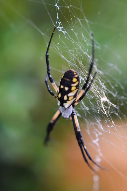 Foto nahaufnahme einer spinne im netz