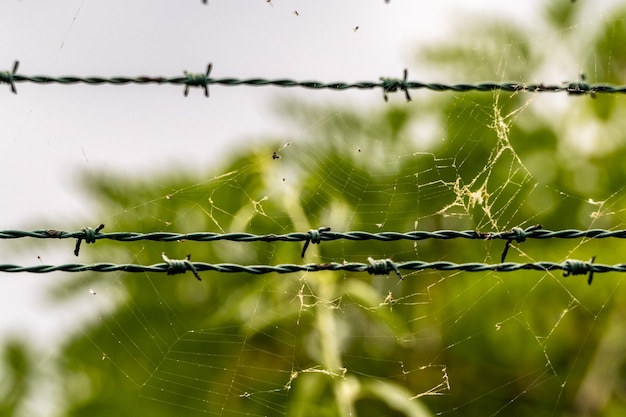 Foto nahaufnahme einer spinne im netz