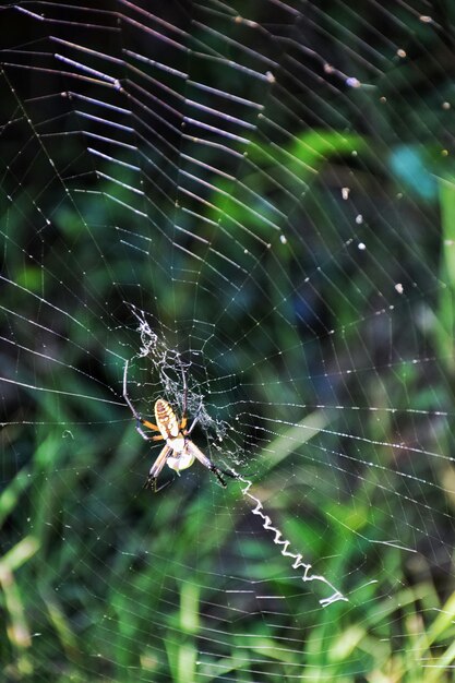 Nahaufnahme einer Spinne im Netz