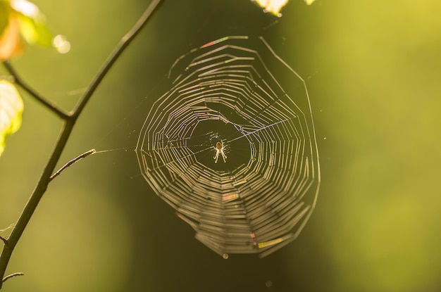 Nahaufnahme einer Spinne im Netz