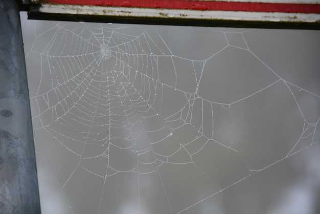 Foto nahaufnahme einer spinne im netz