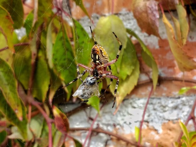 Foto nahaufnahme einer spinne im netz