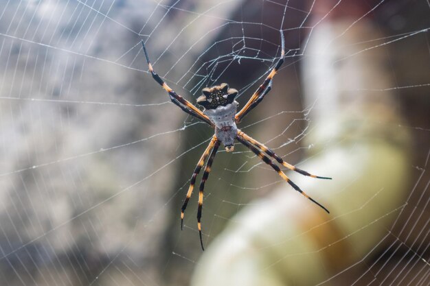 Nahaufnahme einer Spinne im Netz