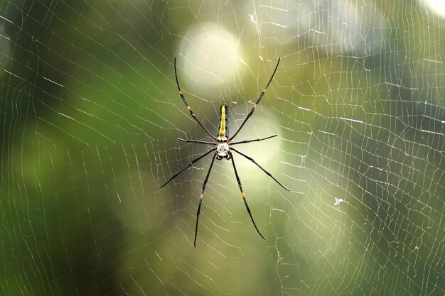 Nahaufnahme einer Spinne im Netz