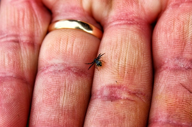 Foto nahaufnahme einer spinne in der hand