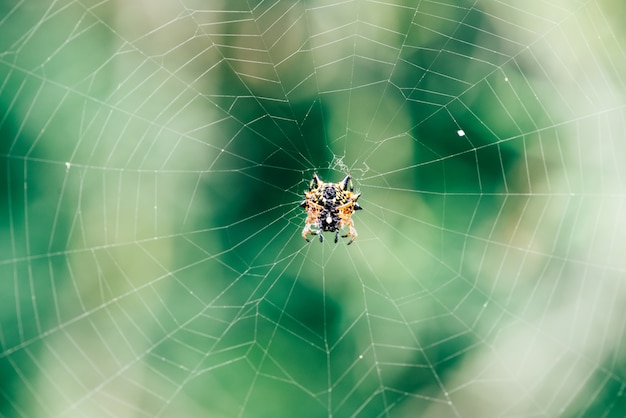 Nahaufnahme einer Spinne in ihrem Web auf unscharfen Natur Hintergrund.