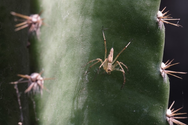 Nahaufnahme einer Spinne mit einem Spinnennetz auf dem Kaktus.