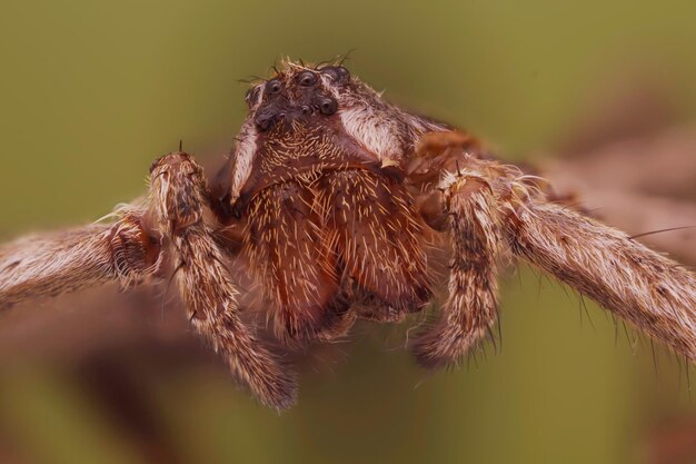 Nahaufnahme einer Spinne