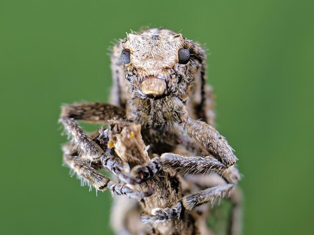 Foto nahaufnahme einer spinne