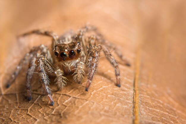 Foto nahaufnahme einer spinne