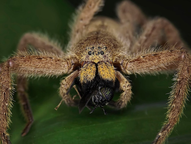 Foto nahaufnahme einer spinne