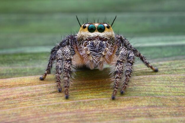 Foto nahaufnahme einer spinne