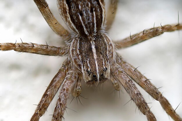 Foto nahaufnahme einer spinne