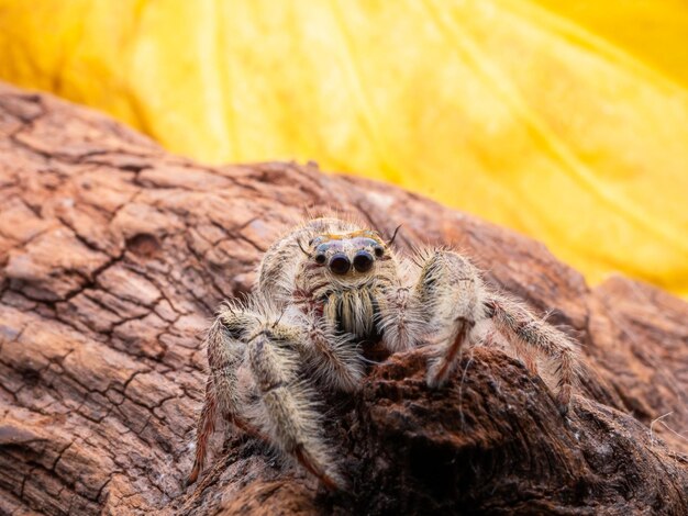 Foto nahaufnahme einer spinne