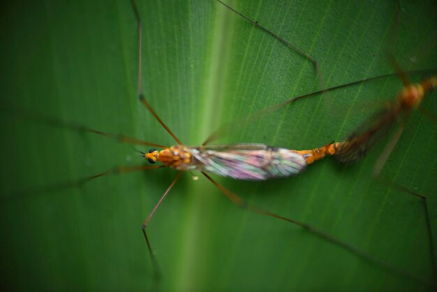 Nahaufnahme einer Spinne