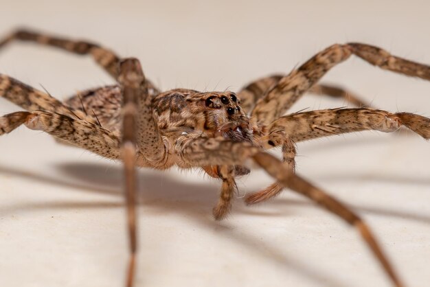 Foto nahaufnahme einer spinne