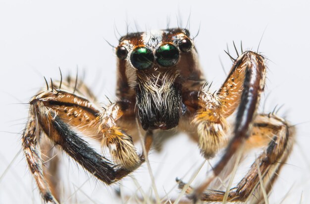 Foto nahaufnahme einer spinne