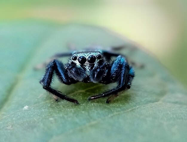 Foto nahaufnahme einer spinne