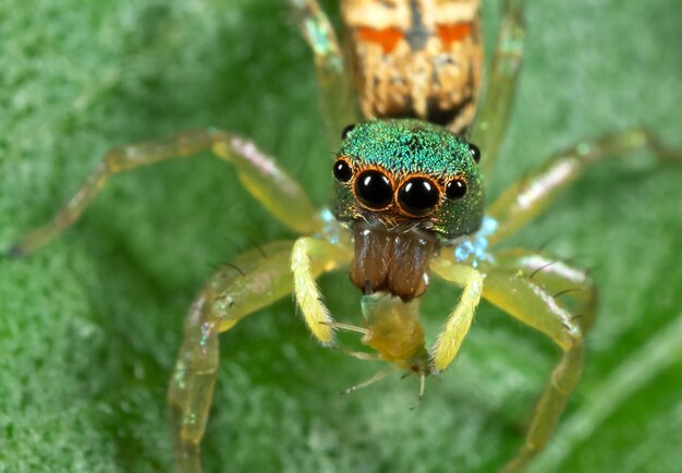 Foto nahaufnahme einer spinne