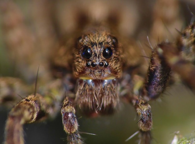 Foto nahaufnahme einer spinne