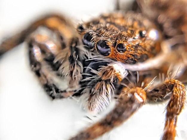 Foto nahaufnahme einer spinne