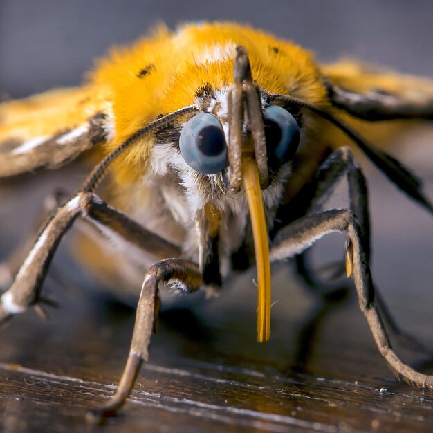 Foto nahaufnahme einer spinne