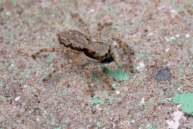 Foto nahaufnahme einer spinne