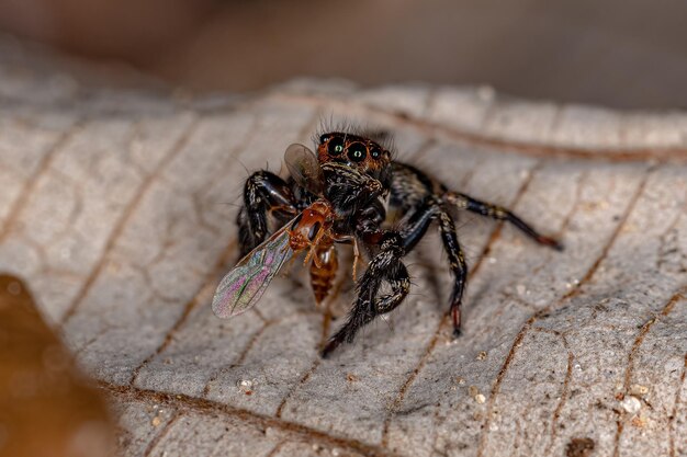 Foto nahaufnahme einer spinne