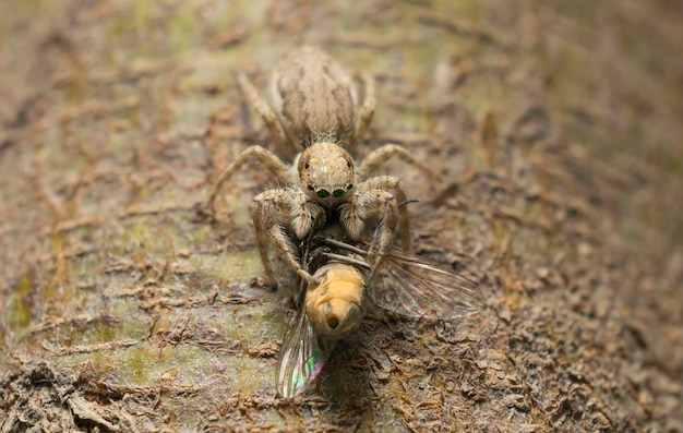 Foto nahaufnahme einer spinne