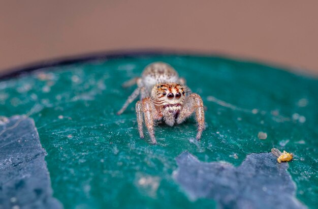 Foto nahaufnahme einer spinne