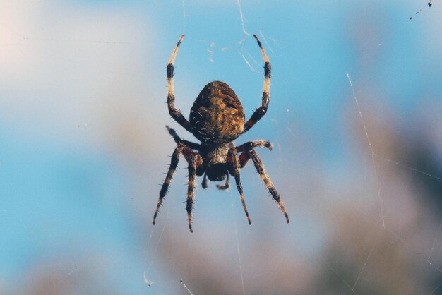 Foto nahaufnahme einer spinne