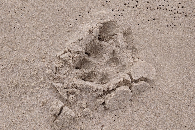 Nahaufnahme einer Spur im Sand von einem Hund