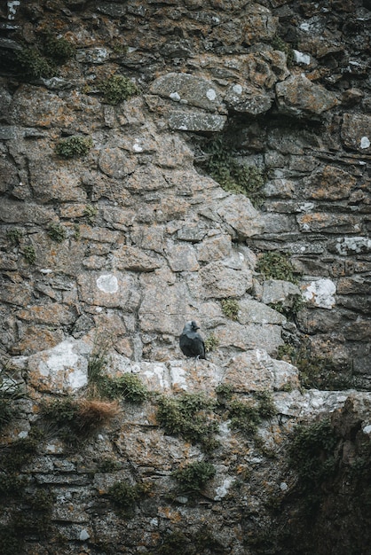 Nahaufnahme einer Steinmauer mit Moos