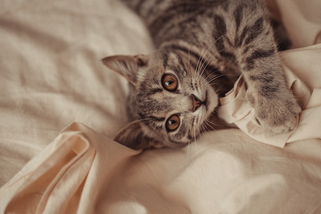 Nahaufnahme einer süßen, grau gestreiften Katze mit braunen Augen, die sich auf einem beigen Betthintergrund in einem Bett entspannt...