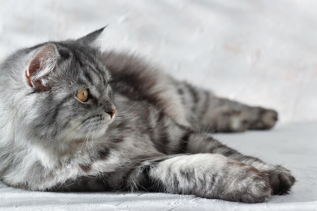 Nahaufnahme einer süßen grauen Katze, die auf einem Tisch liegt