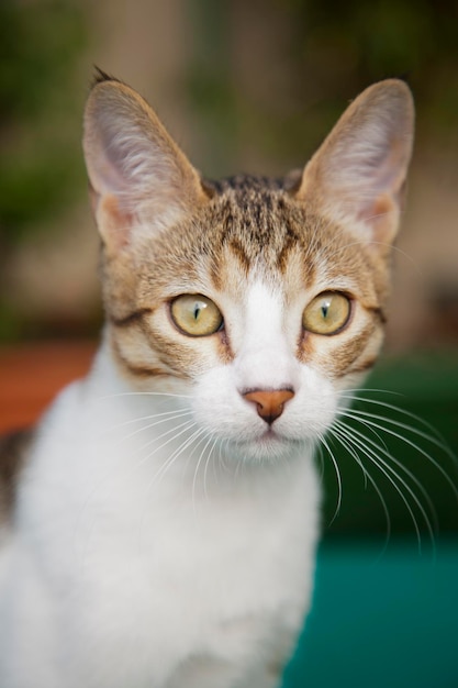 Nahaufnahme einer süßen Katze