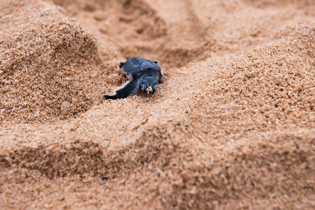 Nahaufnahme einer süßen neugeborenen grünen Schildkröte mit Kornsand im Gesicht, auf Sand gehen. Iriomote-Insel.