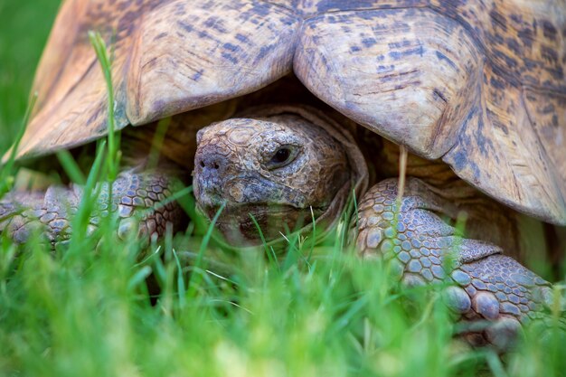 Nahaufnahme einer süßen Schildkröte, die im grünen Gras liegt. Namibia