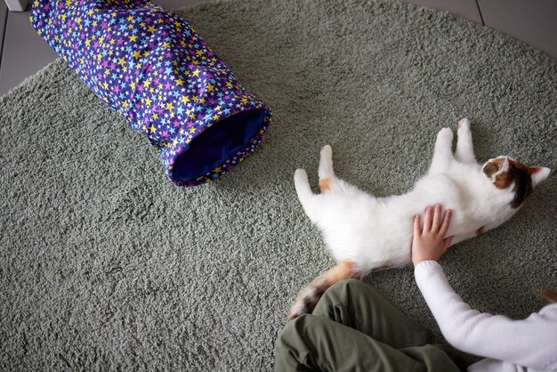 Nahaufnahme einer süßen schlafenden Kittycat in den Händen der Frau Frau streichelt ihr hübsches kleines Haustier drinnen