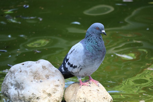 Nahaufnahme einer Taube auf dem Wasser