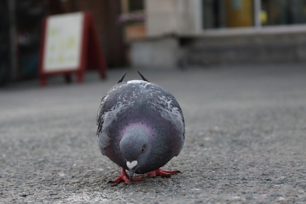 Foto nahaufnahme einer taube auf der straße