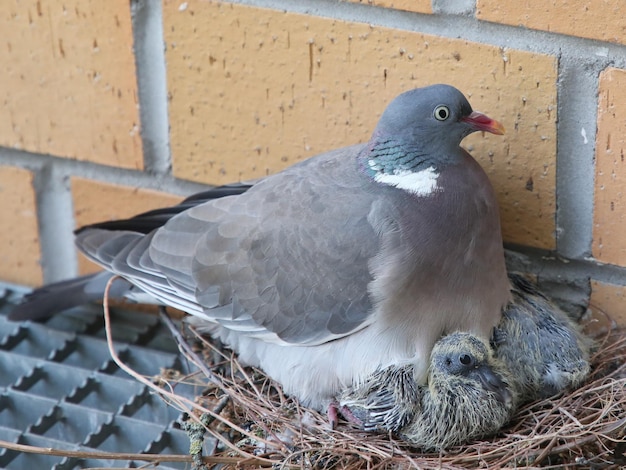 Foto nahaufnahme einer taube, die auf einem nest sitzt
