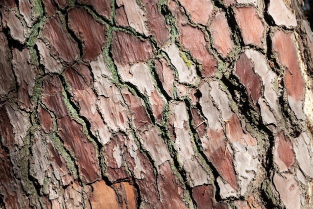 Nahaufnahme einer Textur des Baumstamms im Wald