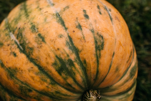 Nahaufnahme einer Textur eines orangefarbenen Kürbisses