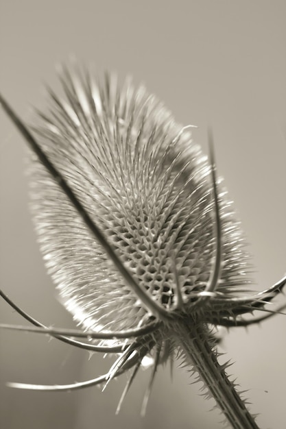 Foto nahaufnahme einer thistle, die im freien blüht