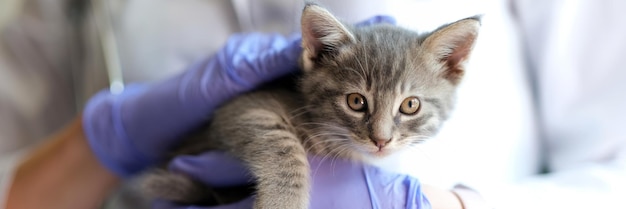 Nahaufnahme einer Tierärztin, die ein kleines Kätzchen in der Hand hält, ärztliche Untersuchung der Katze