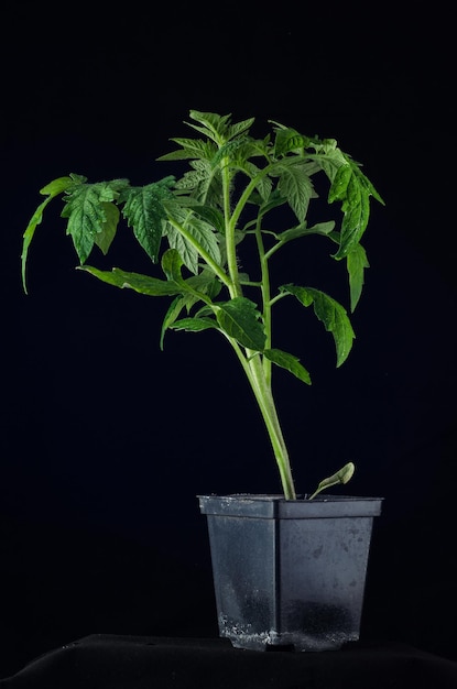 Nahaufnahme einer Tomatenpflanze auf schwarzem Hintergrund