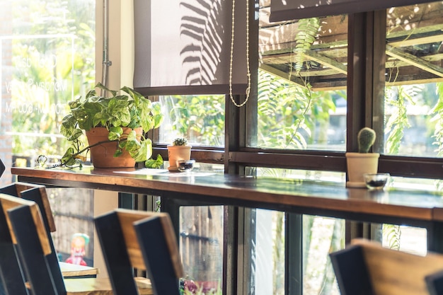 Nahaufnahme einer Topfpflanze auf der Fensterbank