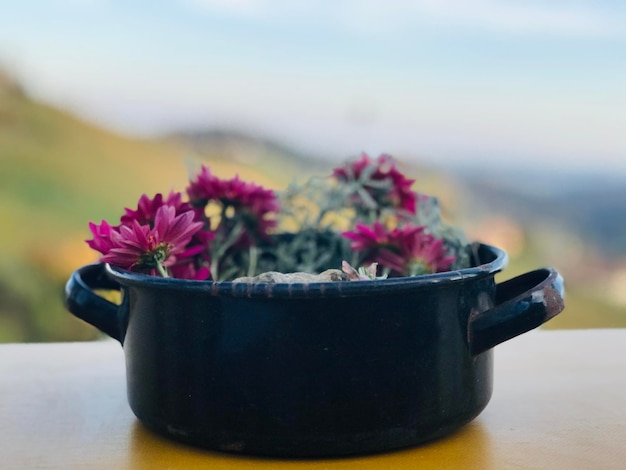 Foto nahaufnahme einer topfpflanze auf einem tisch herbstfarben aus einem bergstyria